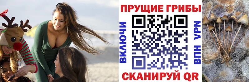 купить наркотики цена  Видное  Галлюциногенные грибы Cubensis 